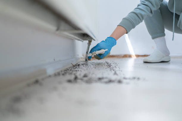 Best Affordable Pest Control Services  in Dallas, GA